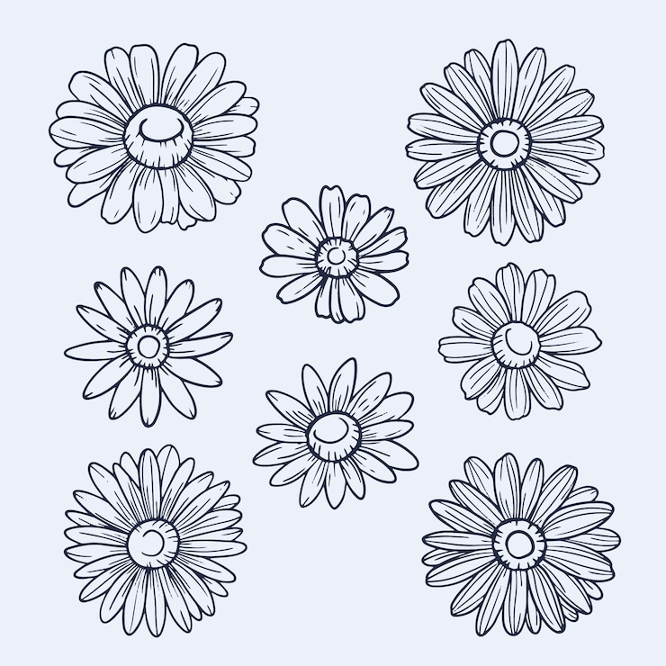 Vecteur gratuit illustration de contour de marguerite dessinée à la main