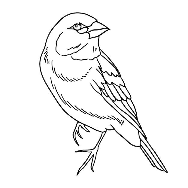 Illustration de contour d'oiseau dessiné à la main