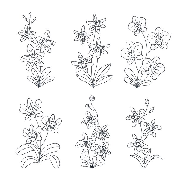 Illustration de contour d'orchidée dessiné à la main