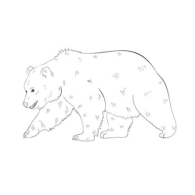 Vecteur gratuit illustration de contour d'ours dessinés à la main