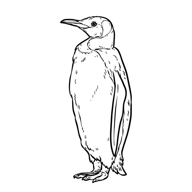 Illustration de contour de pingouin dessiné à la main