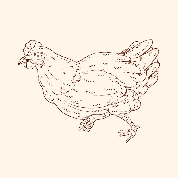 Vecteur gratuit illustration de contour de poulet dessiné à la main