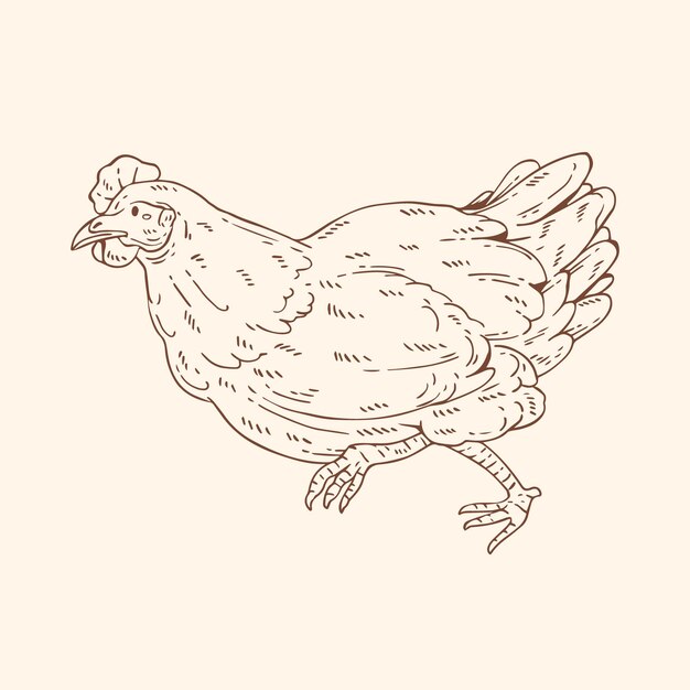 Illustration de contour de poulet dessiné à la main