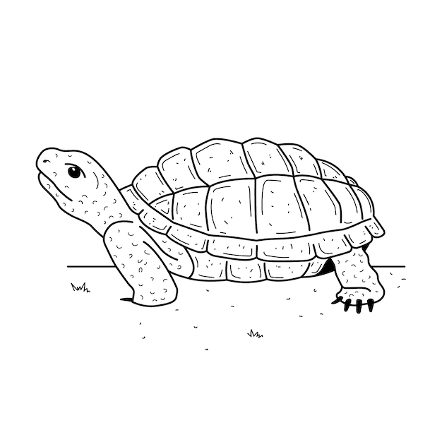 Vecteur gratuit illustration de contour de tortue dessinée à la main