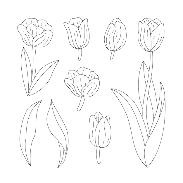 Illustration De Contour De Tulipe Dessiné à La Main