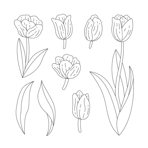Illustration de contour de tulipe dessiné à la main