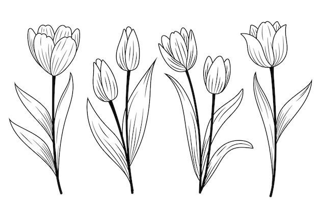 Vecteur gratuit illustration de contour de tulipe dessiné à la main
