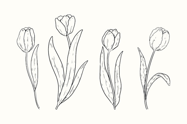 Illustration De Contour De Tulipe Dessiné à La Main