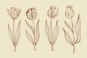 Vecteur gratuit illustration de contour de tulipe dessiné à la main