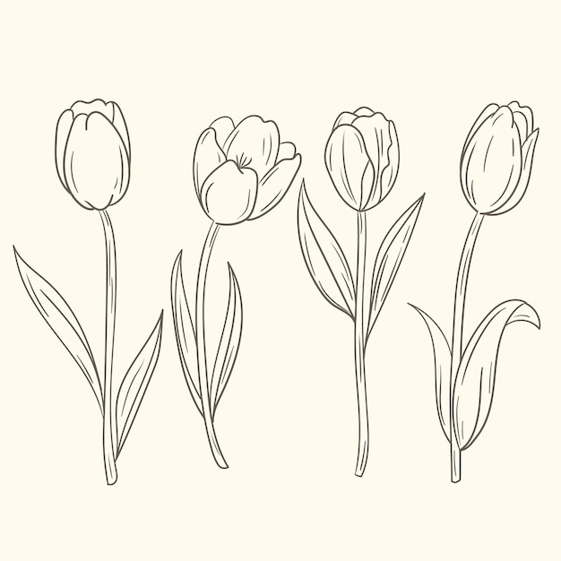 Vecteur gratuit illustration de contour de tulipe dessiné à la main