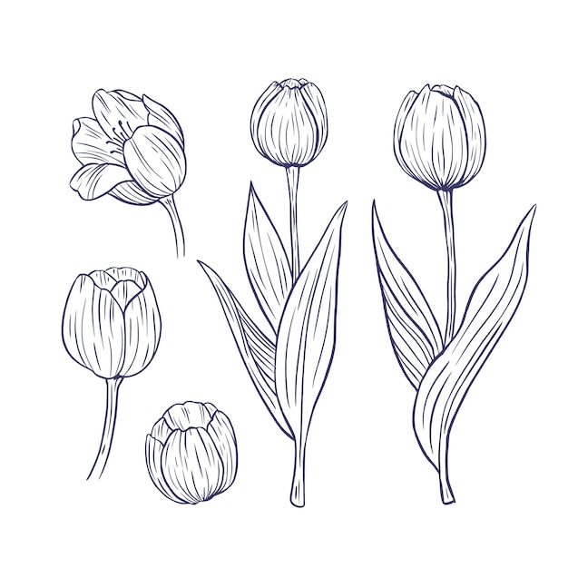 Vecteur gratuit illustration de contour de tulipe dessiné à la main