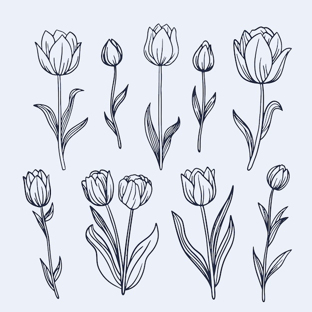 Illustration De Contour De Tulipe Dessiné à La Main