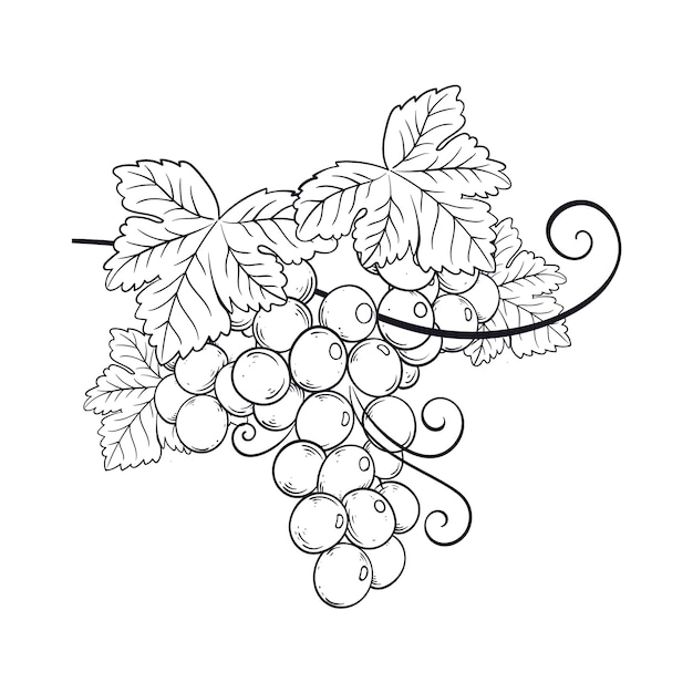 Vecteur gratuit illustration de contour de vigne dessinée à la main