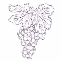Vecteur gratuit illustration de contour de vigne dessinée à la main