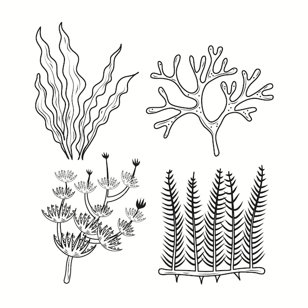 Illustration de dessin d'algues dessinées à la main