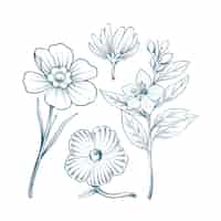 Vecteur gratuit illustration de dessin botanique dessinée à la main