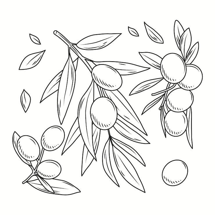 Vecteur gratuit illustration de dessin de branche d'olivier dessinée à la main