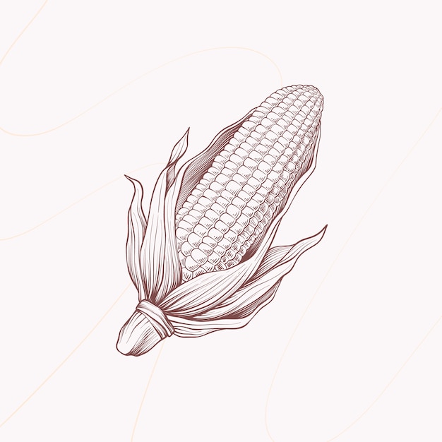 Illustration de dessin d'épis de maïs dessinés à la main