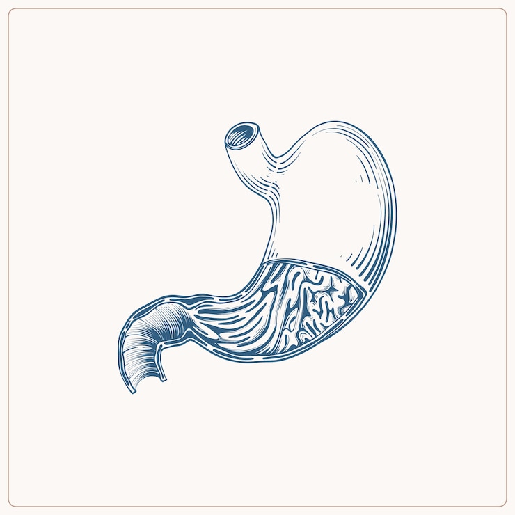 Vecteur gratuit illustration de dessin d'estomac dessinée à la main