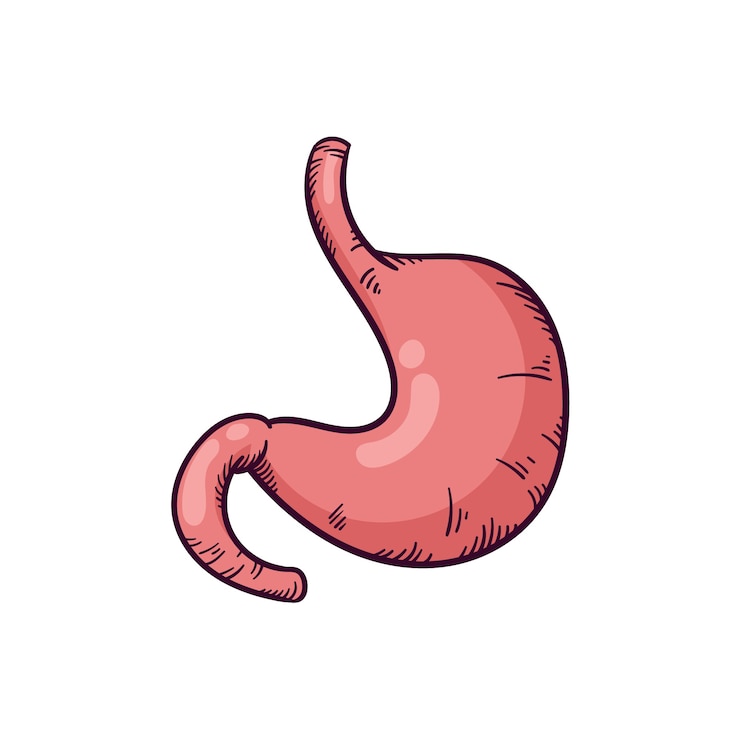 Vecteur gratuit illustration de dessin d'estomac dessinée à la main