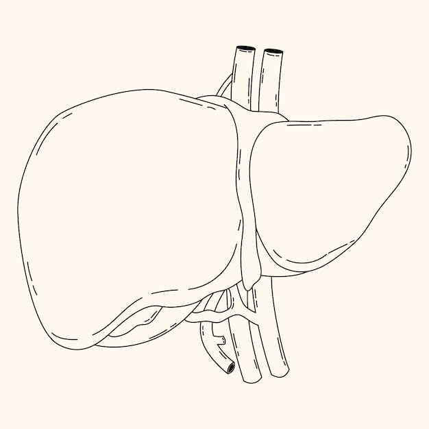 Vecteur gratuit illustration de dessin de foie dessinée à la main