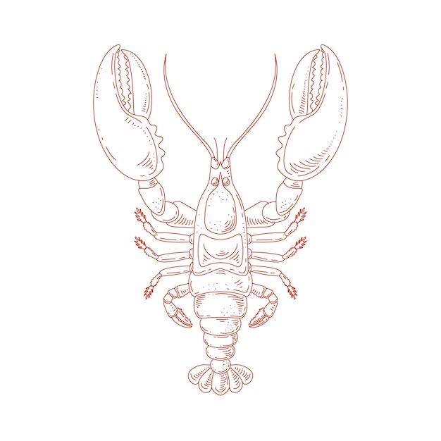Illustration de dessin de homard dessiné à la main