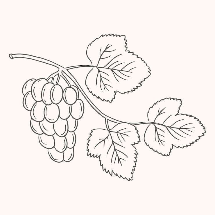 Vecteur gratuit illustration de dessin de vigne dessinée à la main