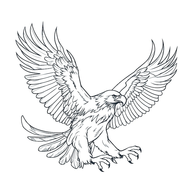 Illustration de dessin volant aigle dessiné à la main