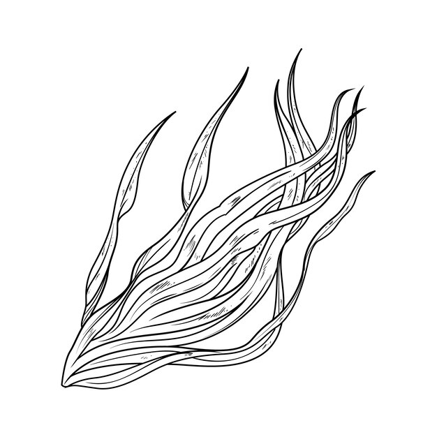 Illustration dessinée à la main du contour des algues