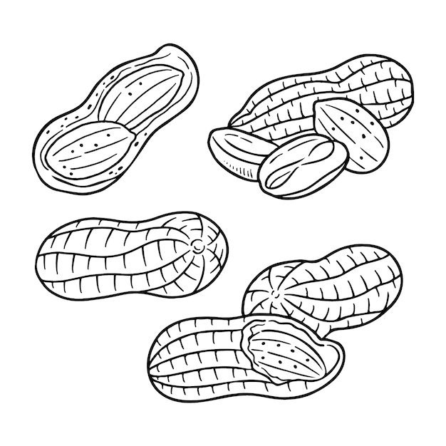 Vecteur gratuit illustration dessinée à la main du contour de l'arachide