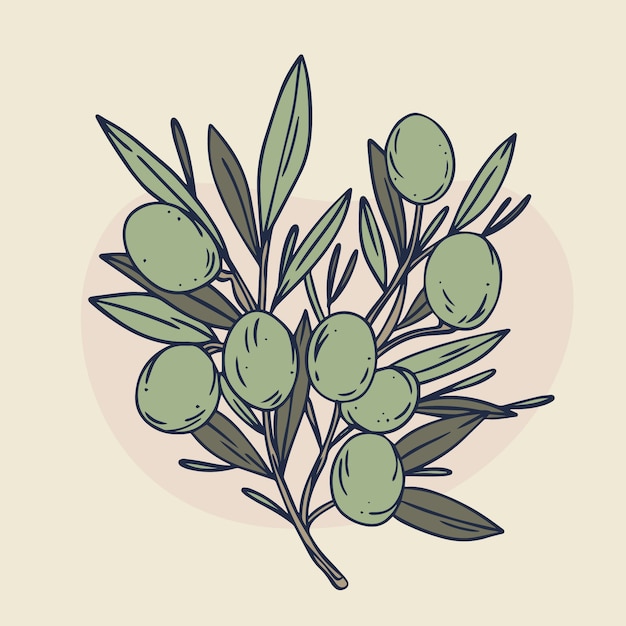 Illustration du contour d'une branche d'olivier dessinée à la main