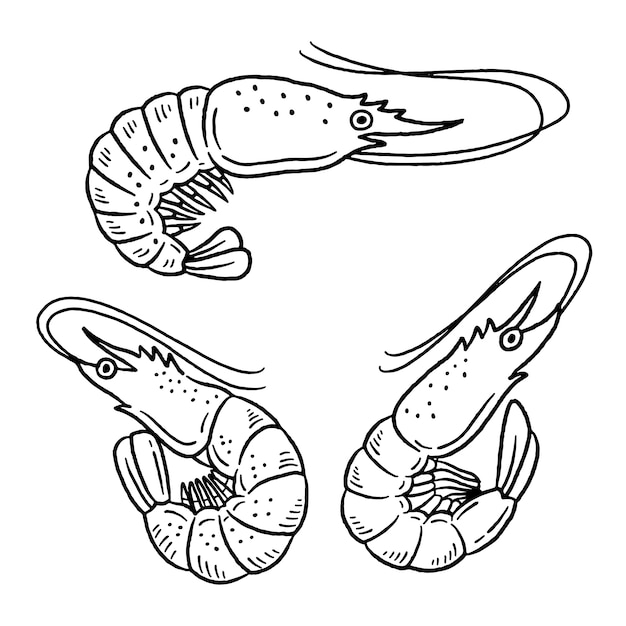 Vecteur gratuit illustration du contour de la crevette dessinée à la main