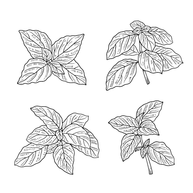 Illustration du contour du basilic dessinée à la main