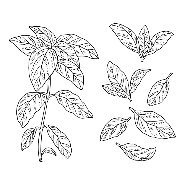 Illustration du contour du basilic dessinée à la main