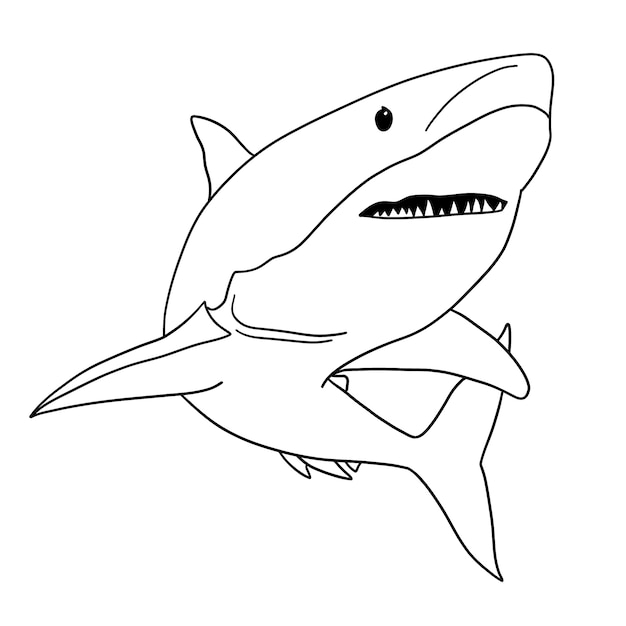 Illustration du contour du requin dessinée à la main