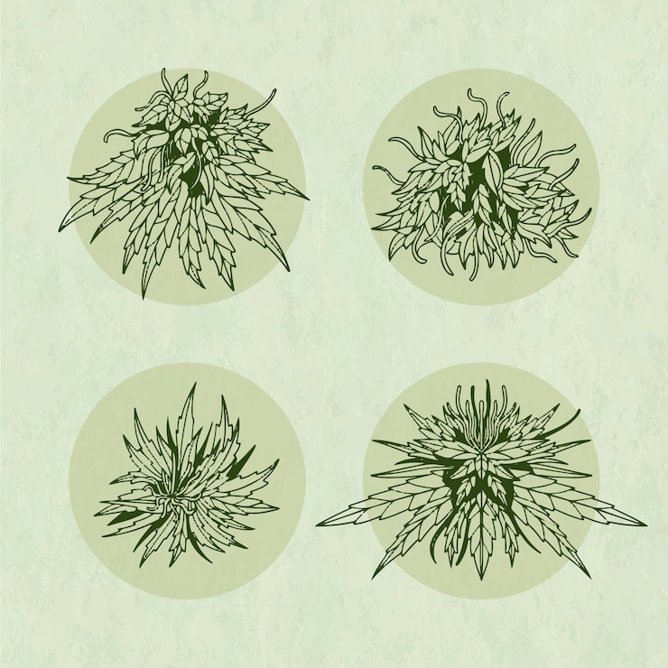 Vecteur gratuit illustration du contour d'une feuille de marijuana dessinée à la main