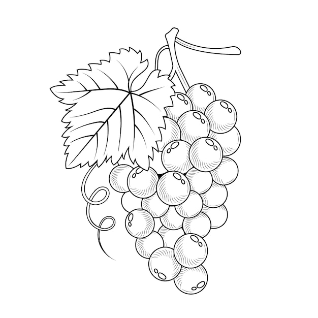 Vecteur gratuit illustration du contour de la vigne dessinée à la main