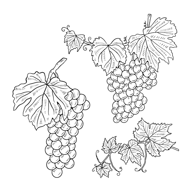 Illustration Du Contour De La Vigne Dessinée à La Main