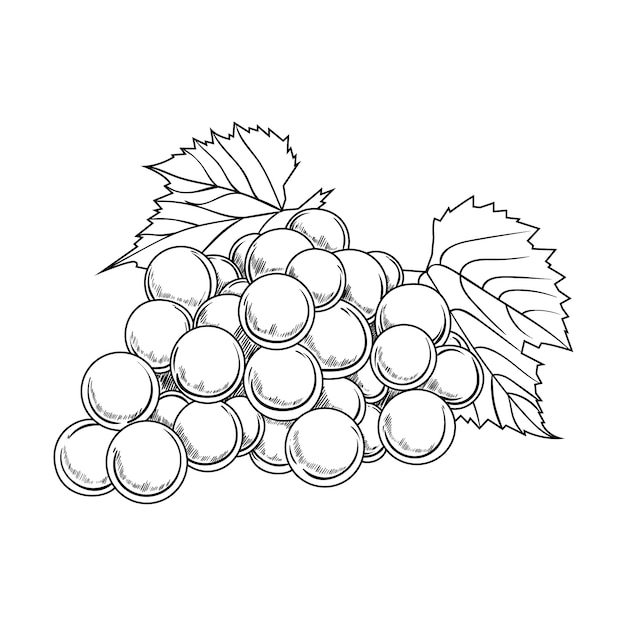 Vecteur gratuit illustration du contour de la vigne dessinée à la main