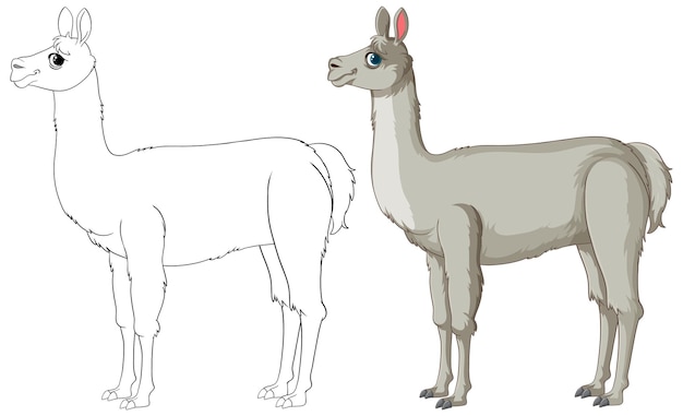 L'illustration Du Lama, Du Croquis à La Couleur