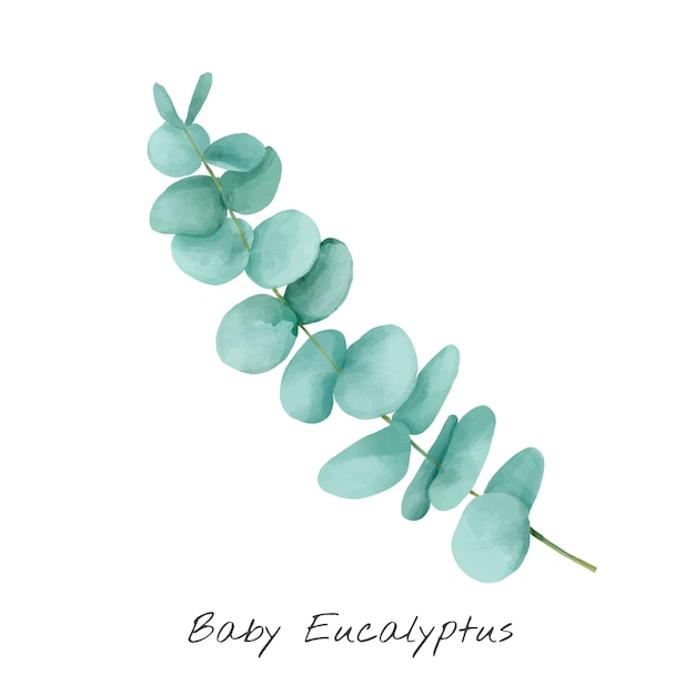 Illustration d&#39;eucalyptus isolé sur fond blanc