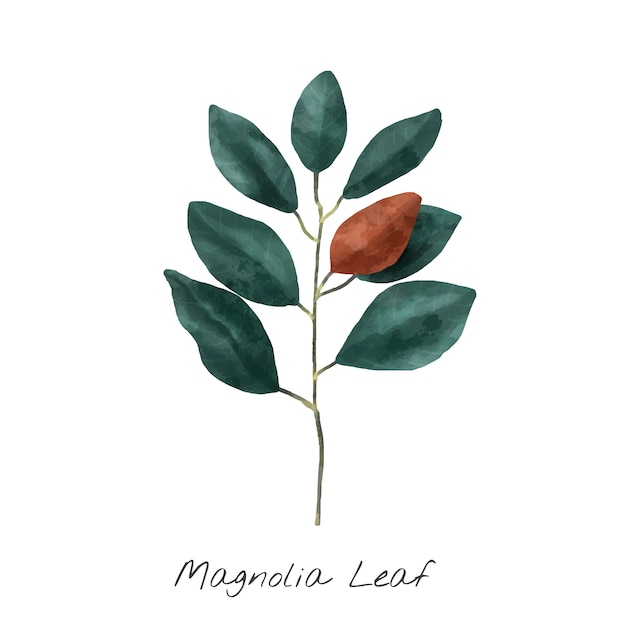 Illustration De Feuille De Magnolia Isolé Sur Fond Blanc.