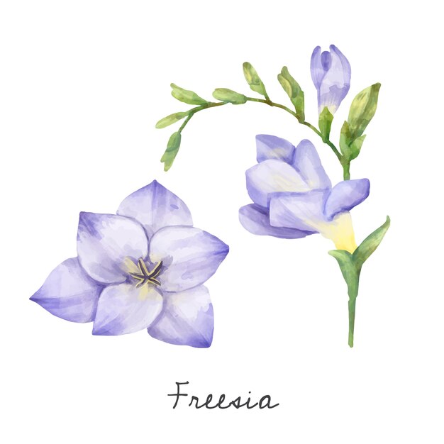 Illustration de la fleur de freesia isolé sur fond blanc.