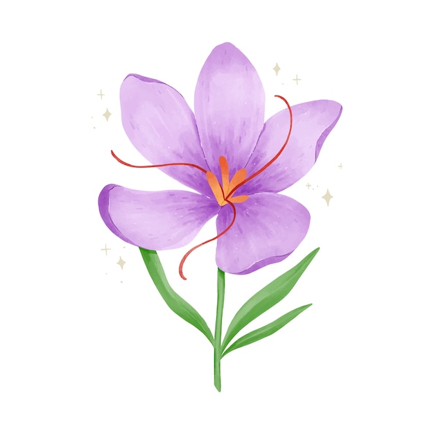 Illustration de fleur de safran aquarelle