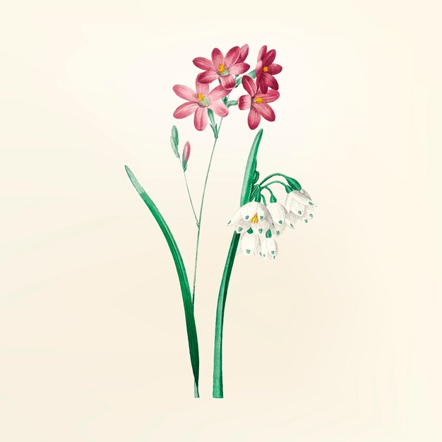 Illustration de fleur vintage