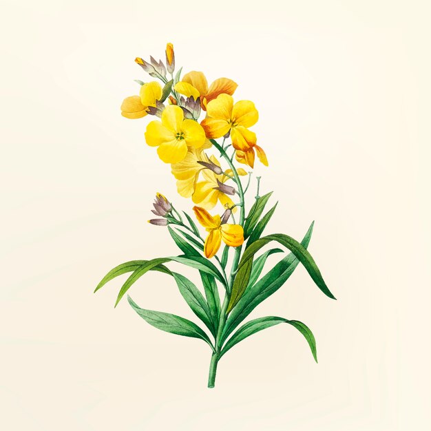 Illustration de fleur vintage