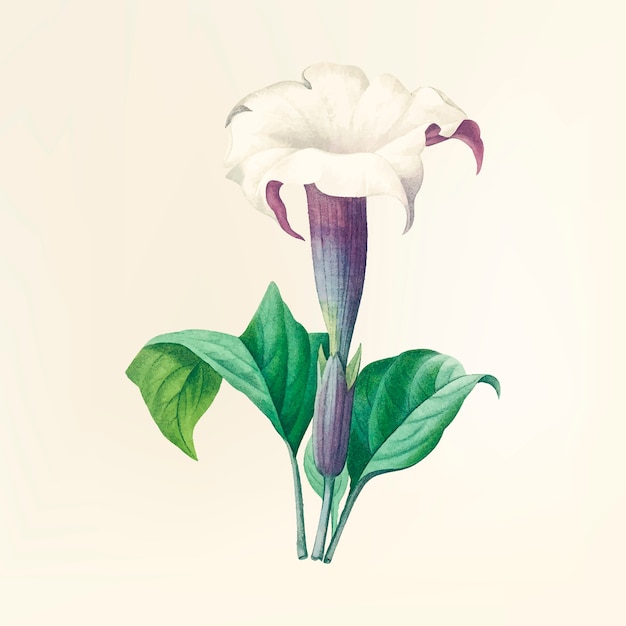 Illustration de fleur vintage