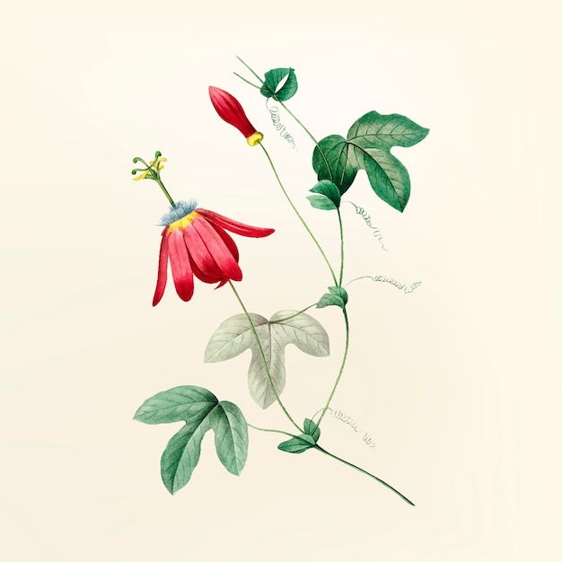 Illustration de fleur vintage