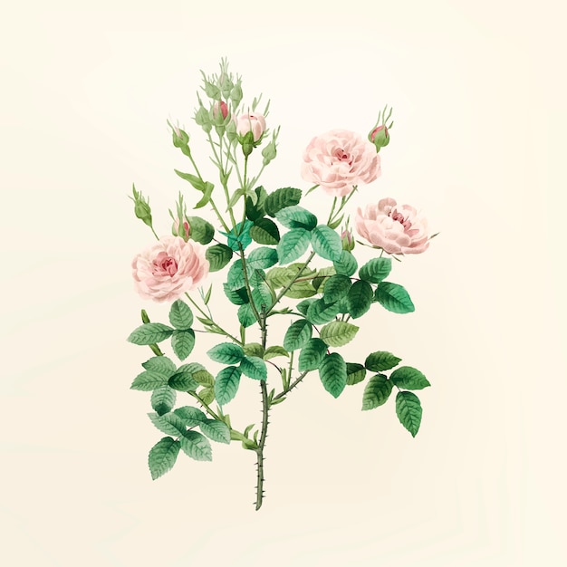 Illustration de fleur vintage