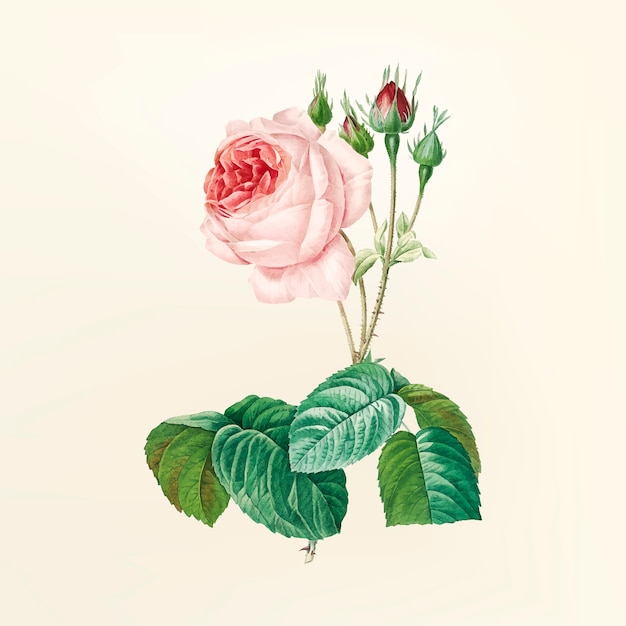 Illustration de fleur vintage